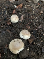 Agaricus bisporus