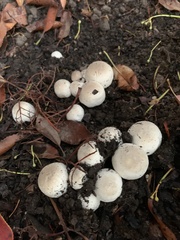 Agaricus bisporus