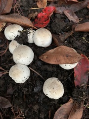 Agaricus bisporus