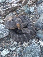 Crotalus tigris