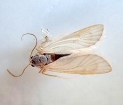 Acentria ephemerella