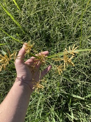 Cyperus esculentus