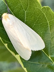 Phaegopterina