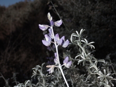 Lupinus chamissonis