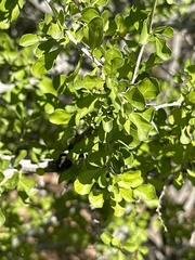 Condalia globosa