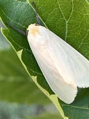 Phaegopterina