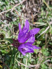 Campanula glomerata