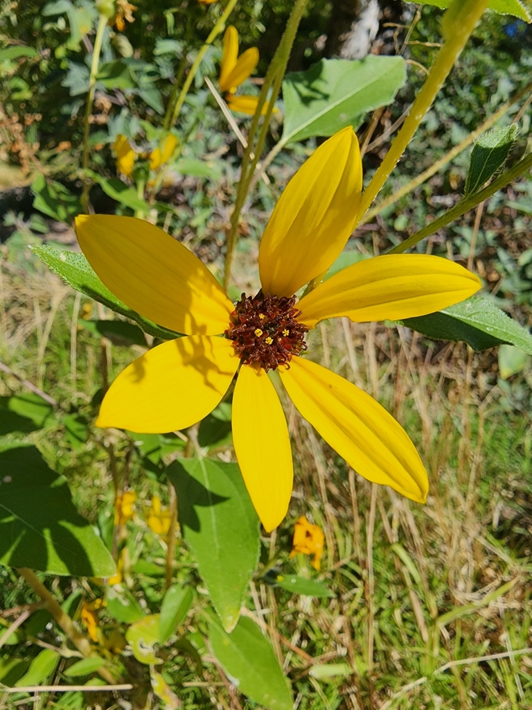 sunflowers from Las Vegas, NV 89166, USA on October 19, 2022 at 1049
