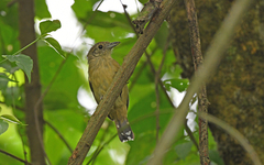 Thamnophilus atrinucha