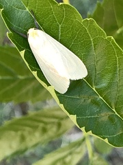 Phaegopterina