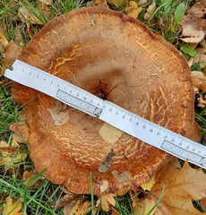 Paxillus ammoniavirescens