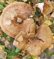Paxillus ammoniavirescens