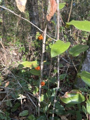 Smilax pumila