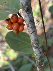 Smilax pumila