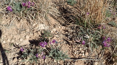 Astragalus missouriensis