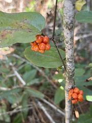 Smilax pumila