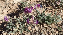 Astragalus missouriensis