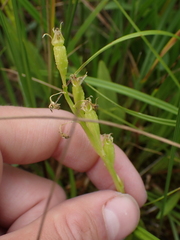 Liparis loeselii