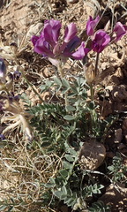 Astragalus missouriensis