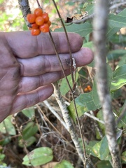Smilax pumila