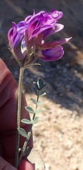 Astragalus missouriensis