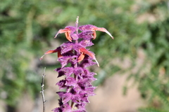 Salvia lasiantha