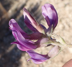 Astragalus missouriensis
