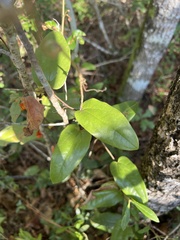 Smilax pumila