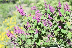 Salvia lasiantha