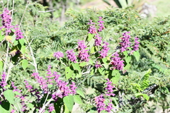 Salvia lasiantha
