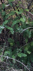 Quercus sinuata