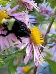 Bombus vosnesenskii