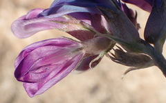 Astragalus missouriensis