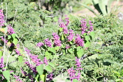 Salvia lasiantha