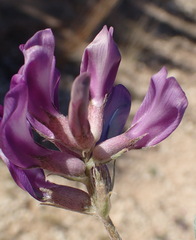 Astragalus missouriensis
