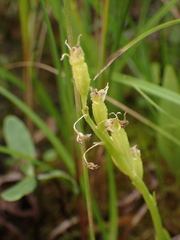 Liparis loeselii