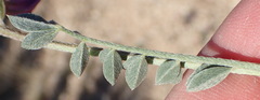 Astragalus missouriensis