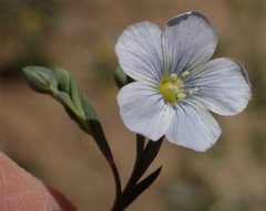 Linum pratense