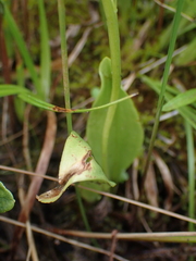 Liparis loeselii
