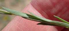 Linum pratense