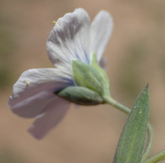 Linum pratense