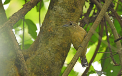 Thamnophilus atrinucha