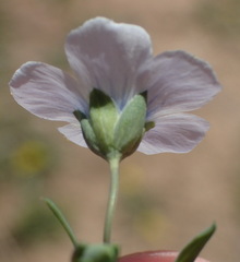 Linum pratense
