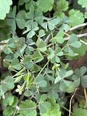 Oxalis corniculata