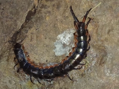 Scolopendra
