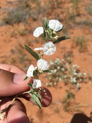 Euploca convolvulacea