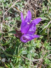 Campanula glomerata