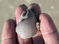 Semicassis granulata