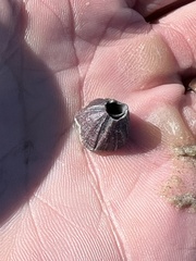 Megabalanus tintinnabulum