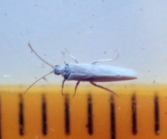 Coniopterygidae